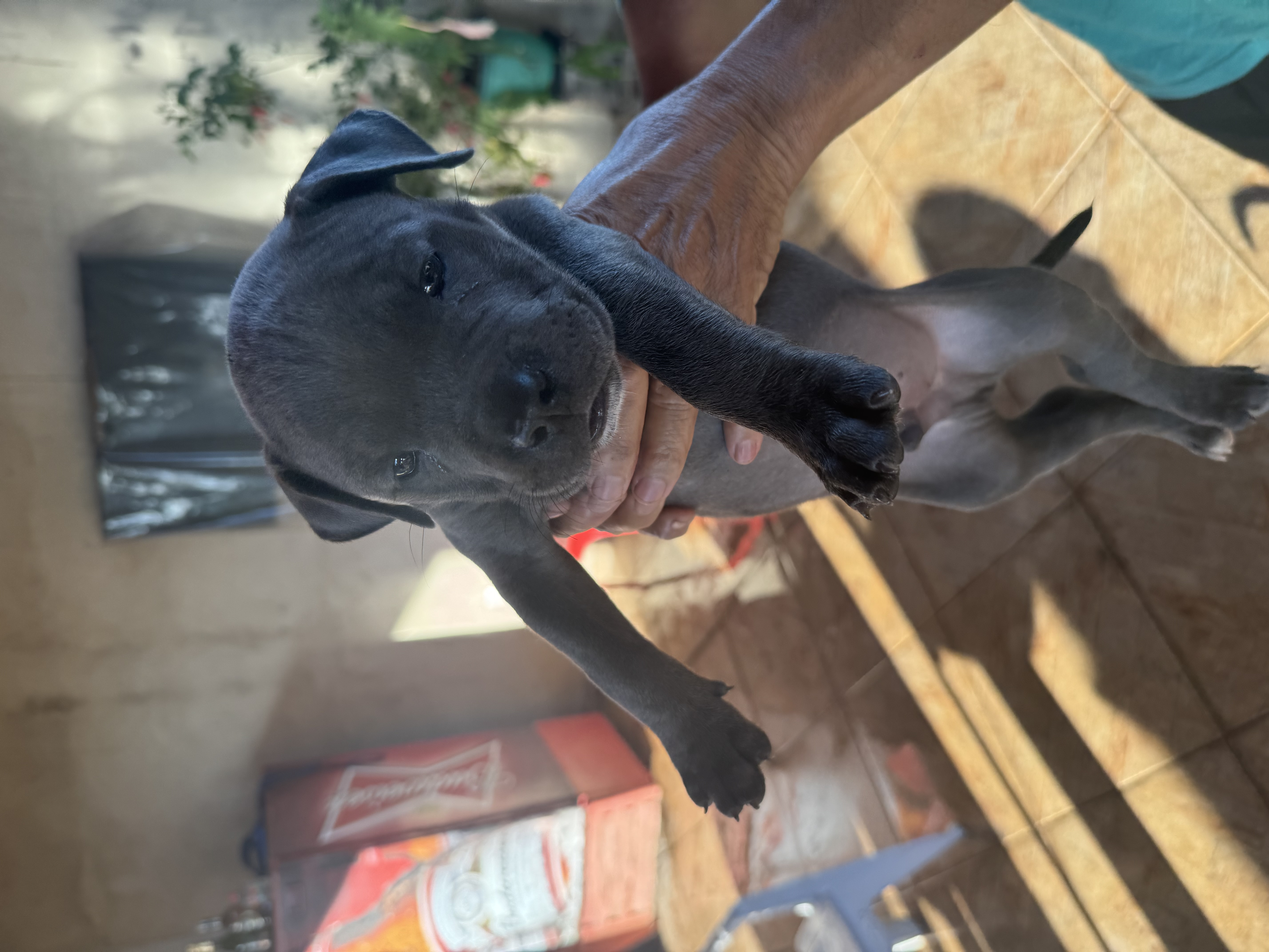 Venda de Filhotes American Bully - Foto 3