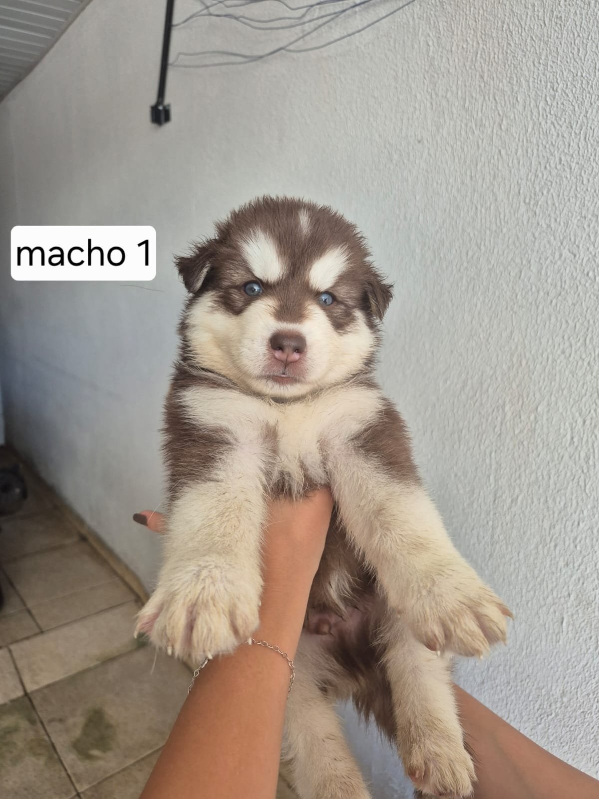 Husky Siberiano - Foto 4