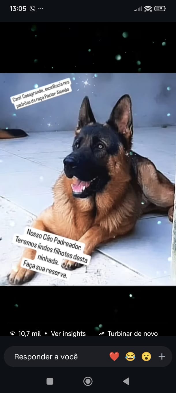 Portal Vendocão FILHOTES DE PASTOR ALEMÃO COM PEDIGREE CRICIUMA