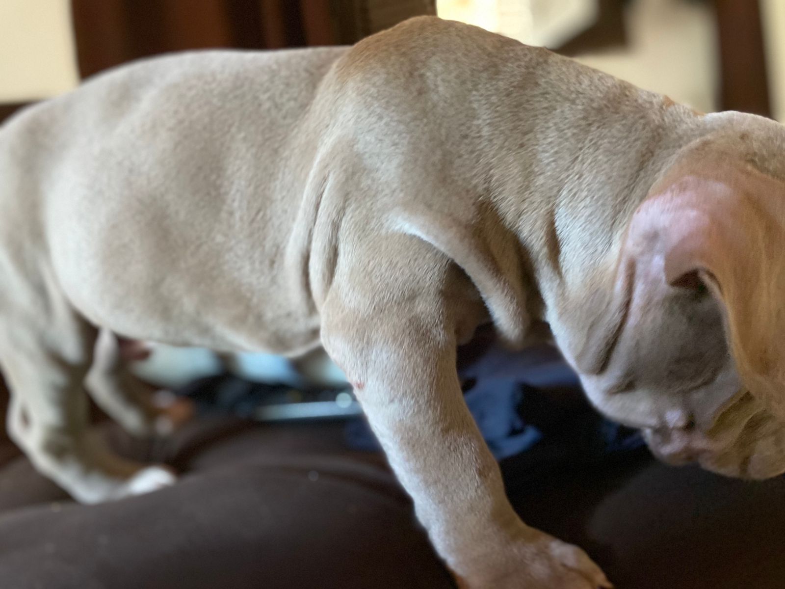 Portal Vendocão Filhote Pitbull Monster Macho- Ótima Linhagem - Olhos azuis Camaçari
