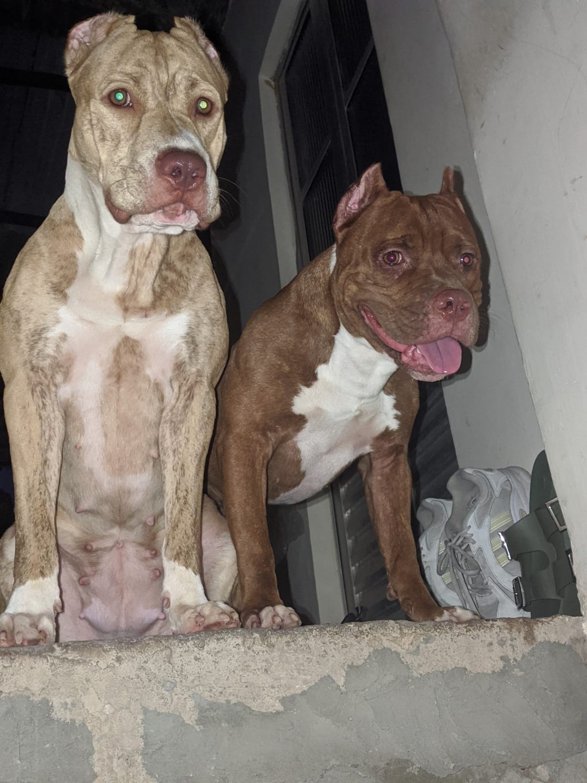 Portal Vendocão Vendo filhotes de Pitbull Salvador