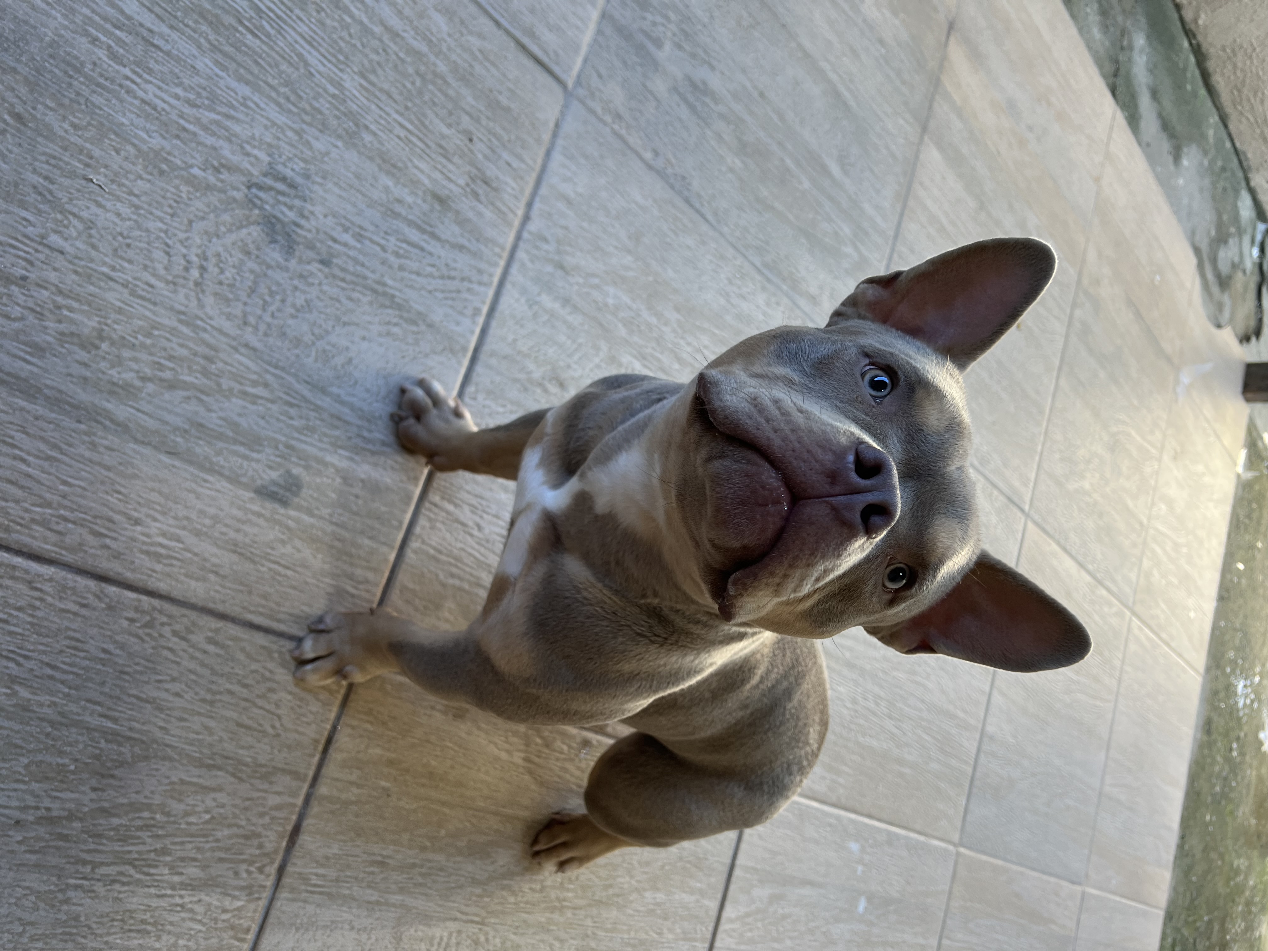 Portal Vendocão Filhote de American Bully JAPERI