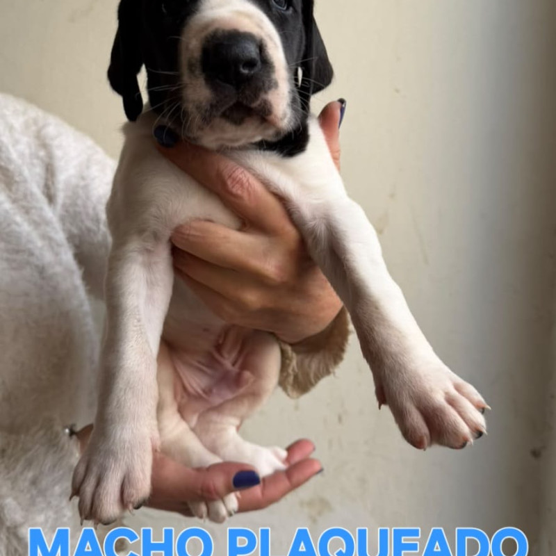 Linda ninhada de Dogue Alemão - Foto 3