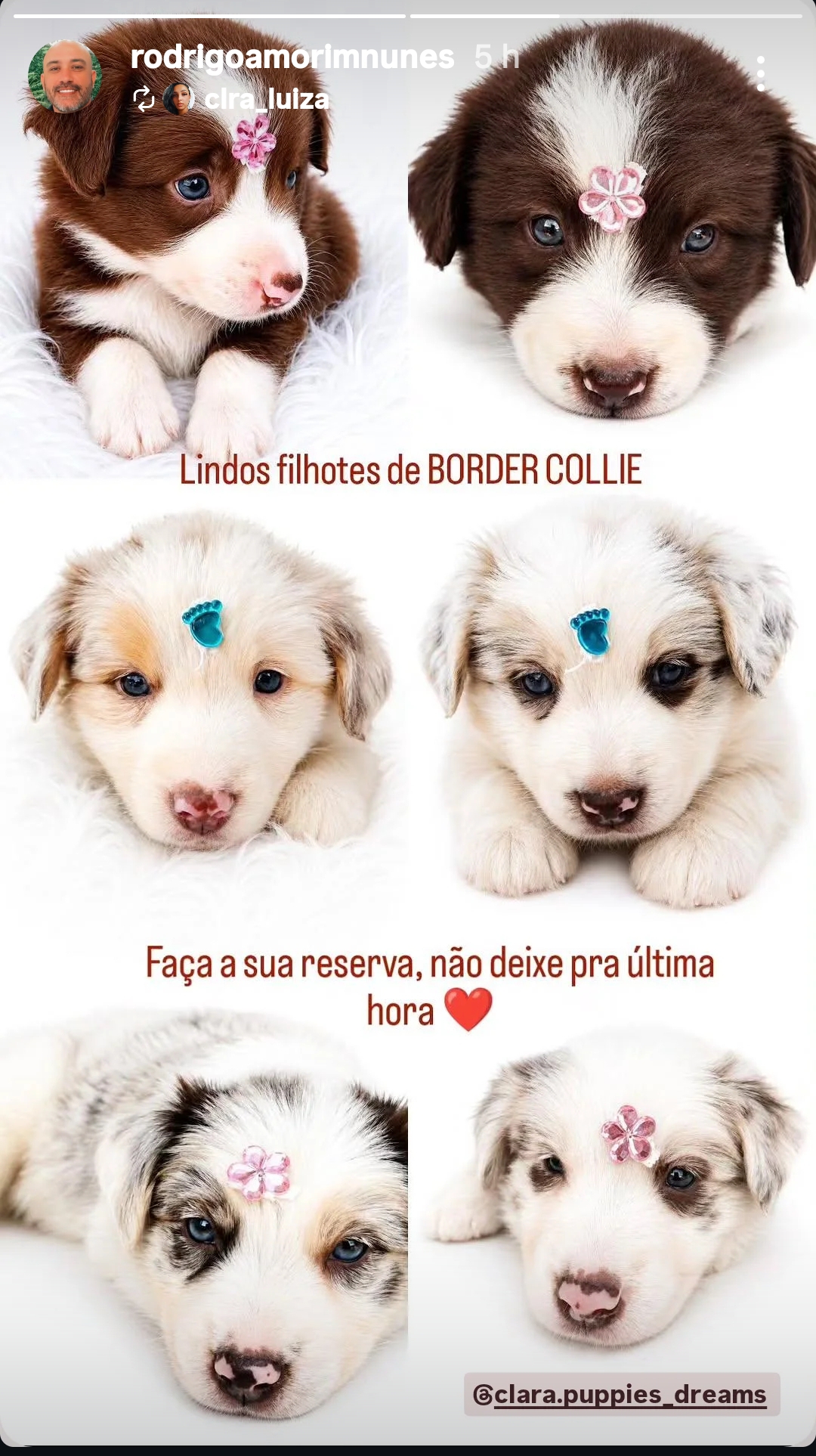 Border Collie 
