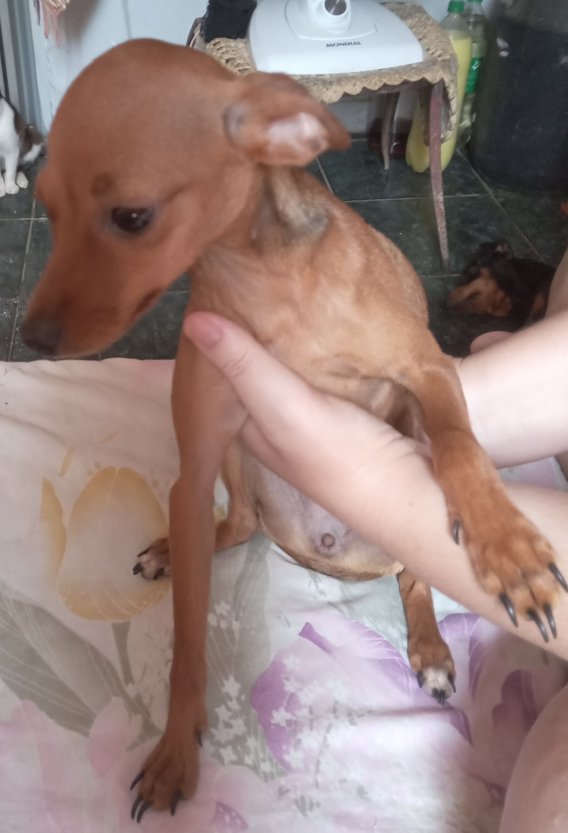 Portal Vendocão Pinscher femea Nova Iguaçu 