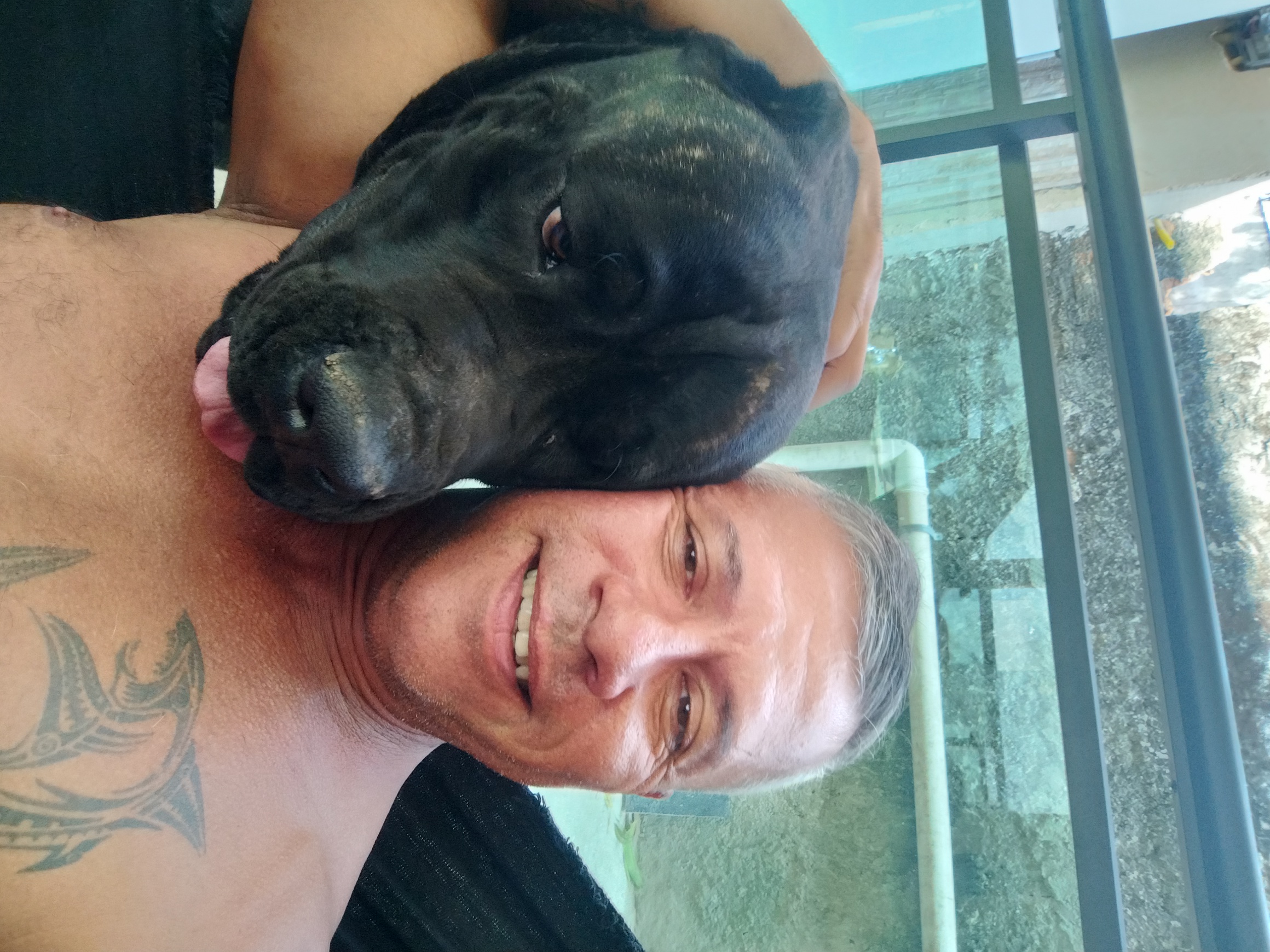 Portal Vendocão Vendo filhotes de Cane Corso com Pedigree  Niterói