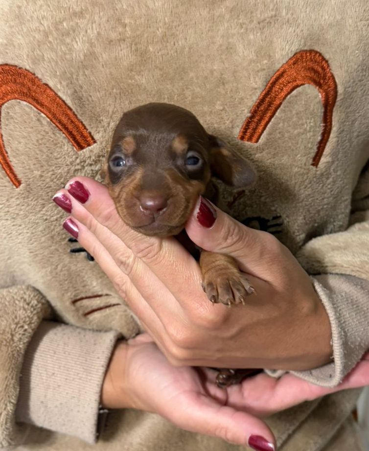 Dachshund fêmea chocolate  - Foto 1