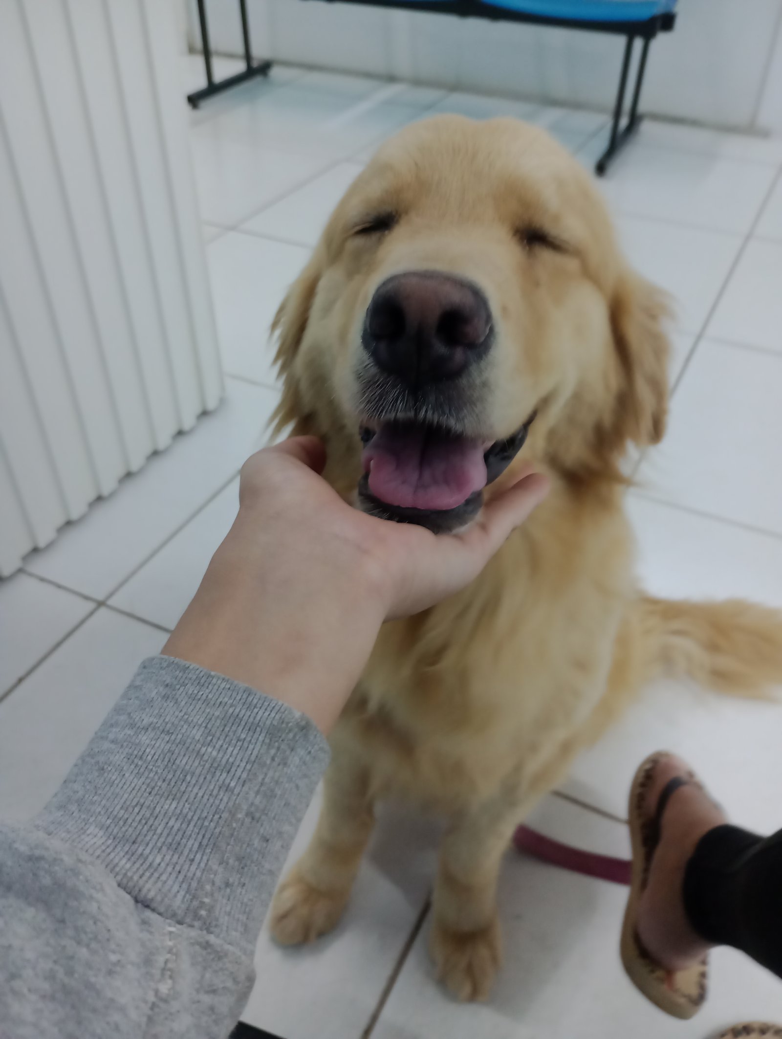 Fêmea jovem Golden retriver canadense  - Foto 1