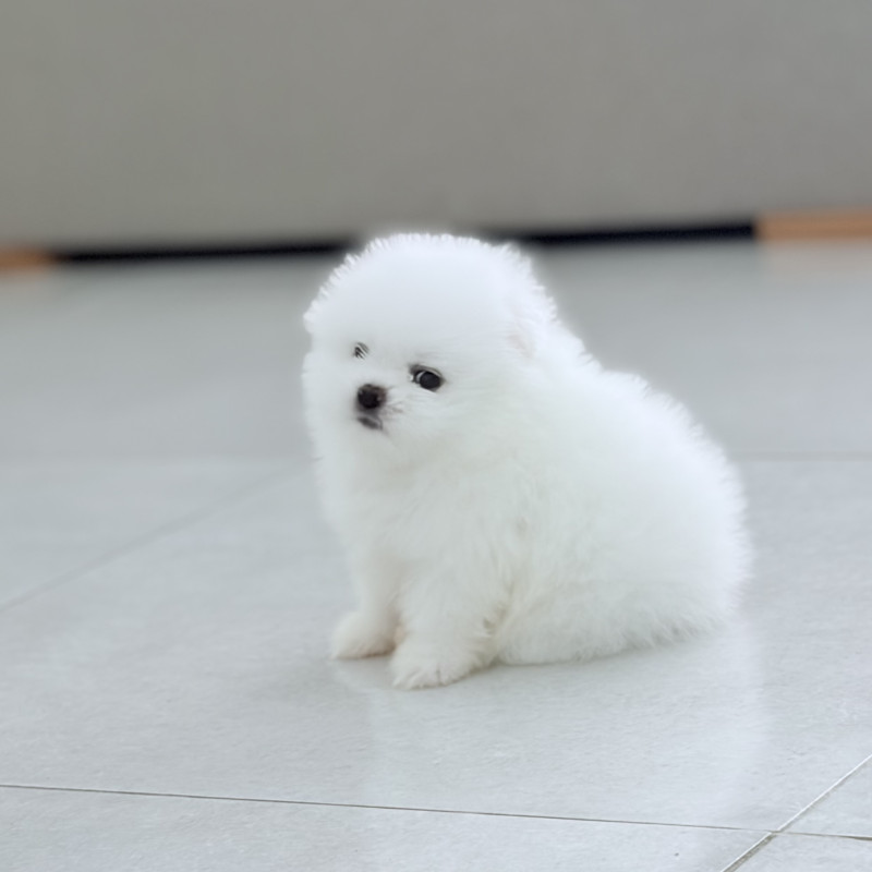 Vendo Lulu da pomerania teddy bear branco - Foto 1
