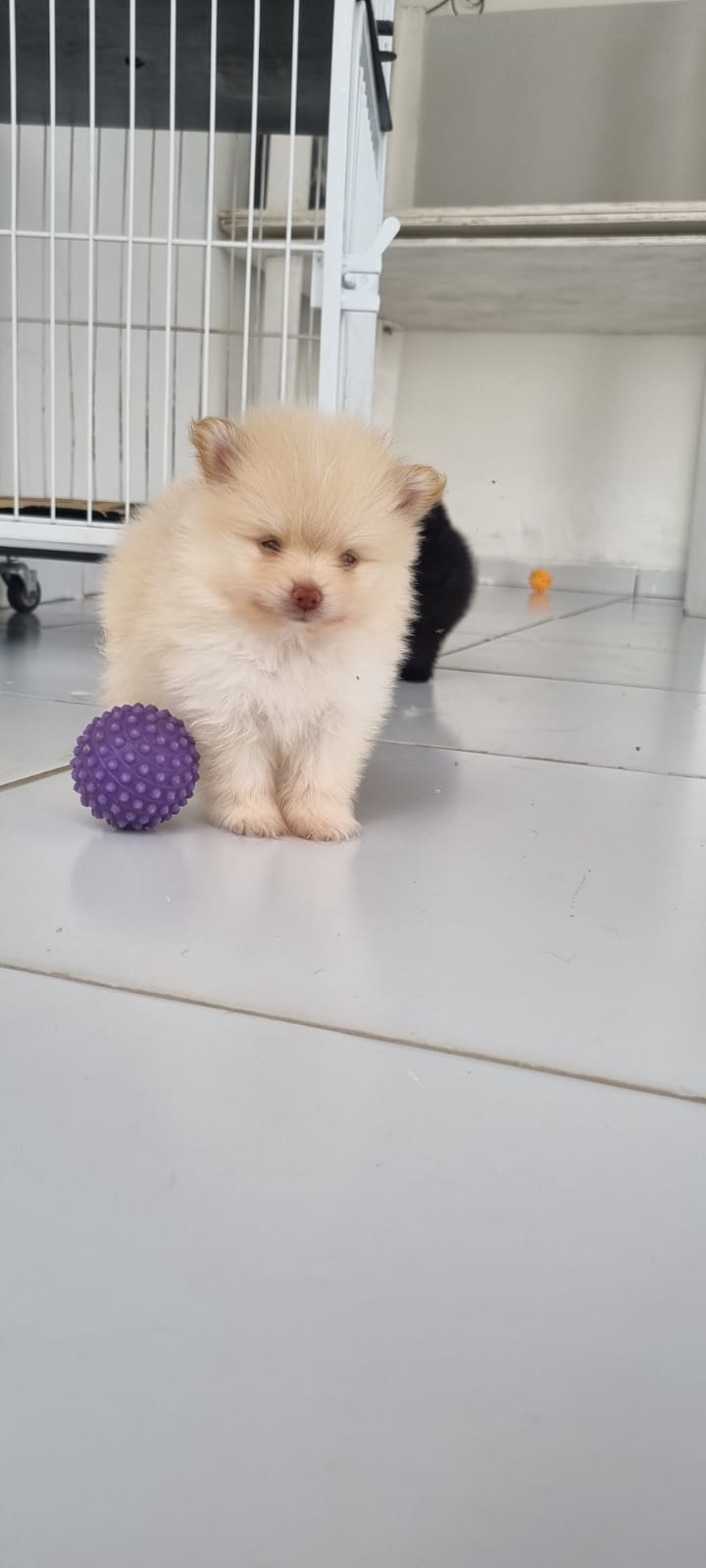 Portal Vendocão Lulu da Pomerânia João Pessoa 