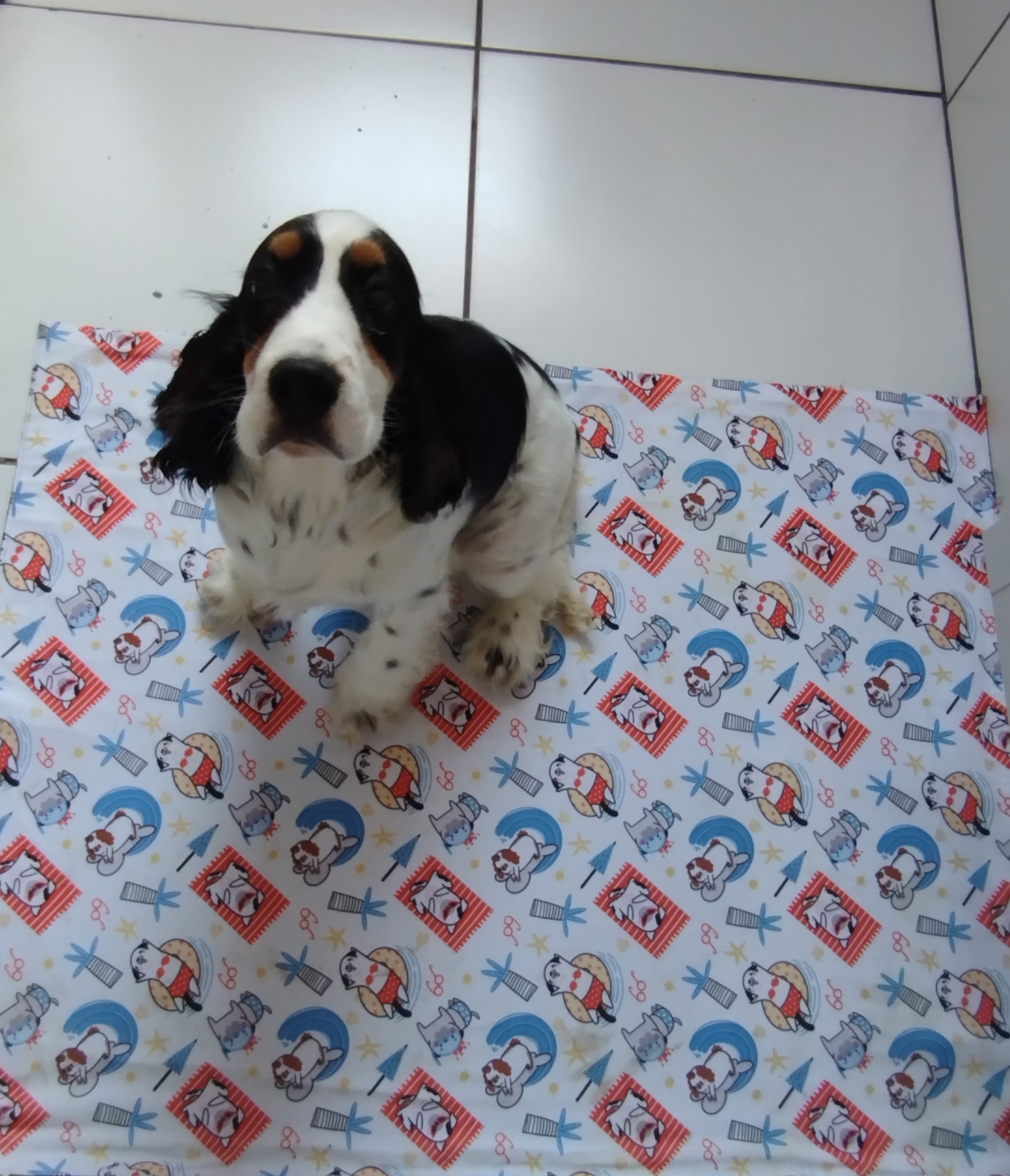Linda Filhote de Cocker Spaniel Fêmea  - Foto 4
