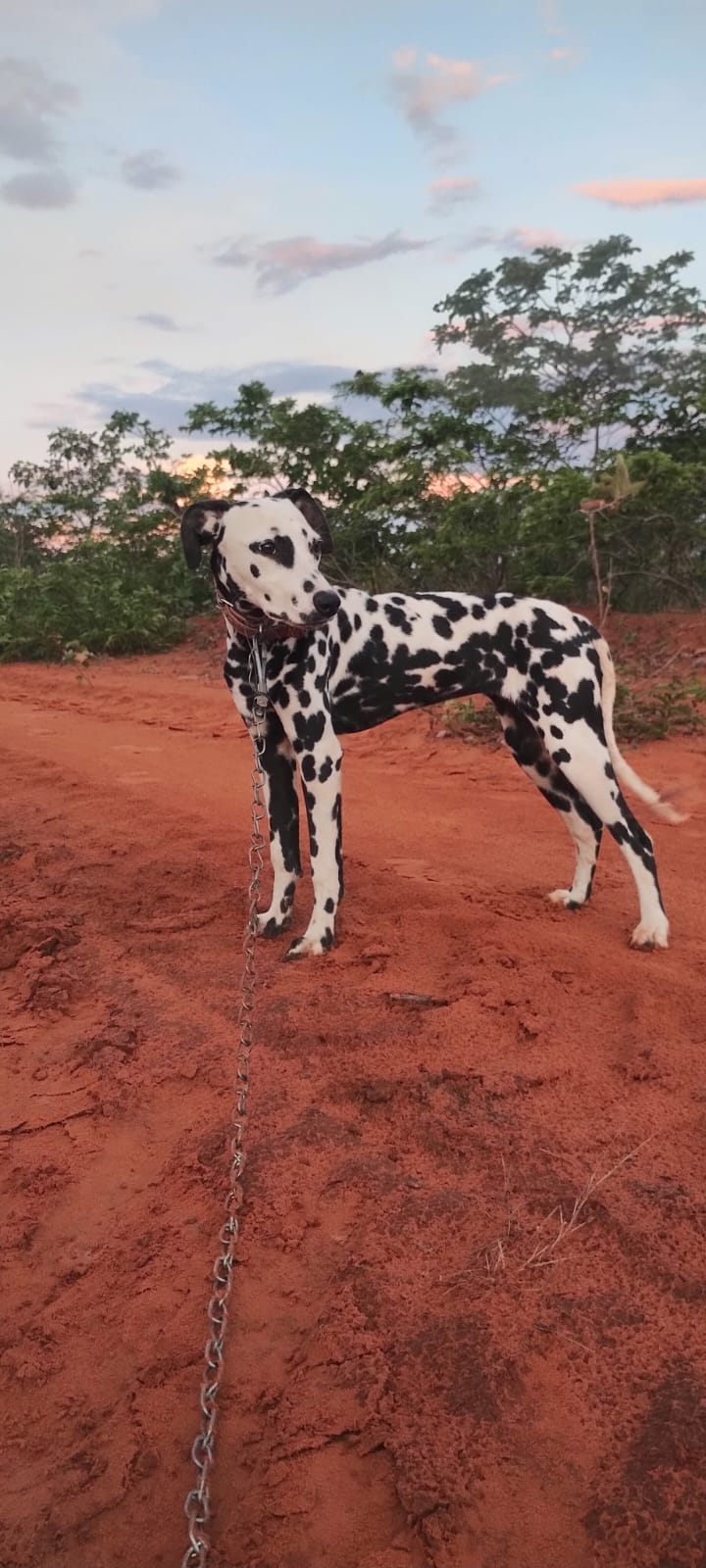 Portal Vendocão Casal de dalmata  Montes Claros