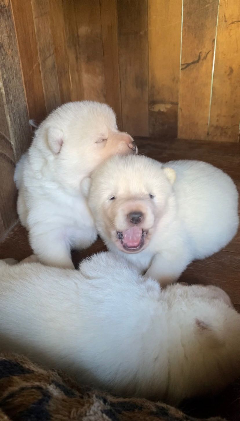 Portal Vendocão Filhotes de Akita Joinville