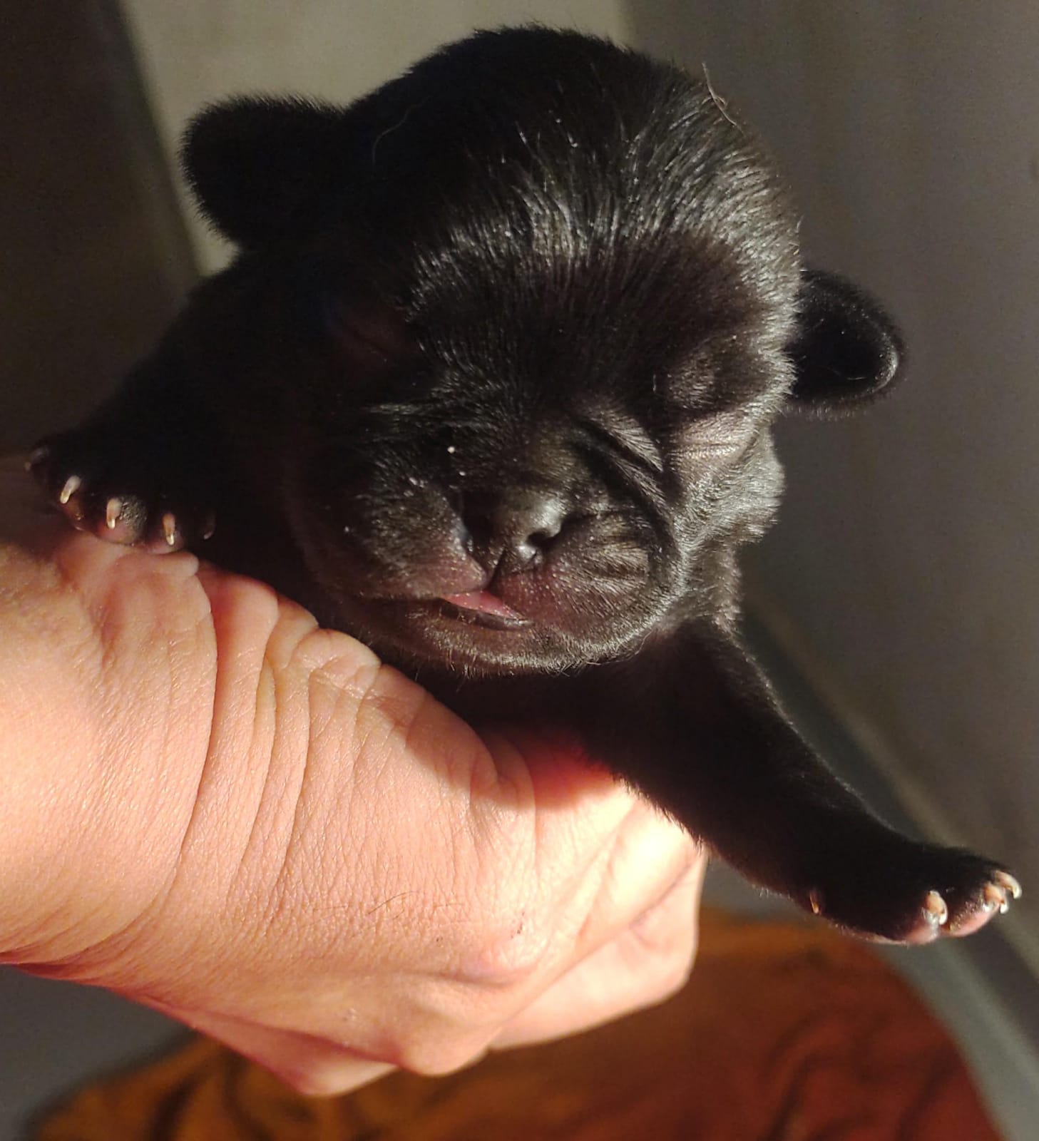 Filhotes de pug - Foto 3