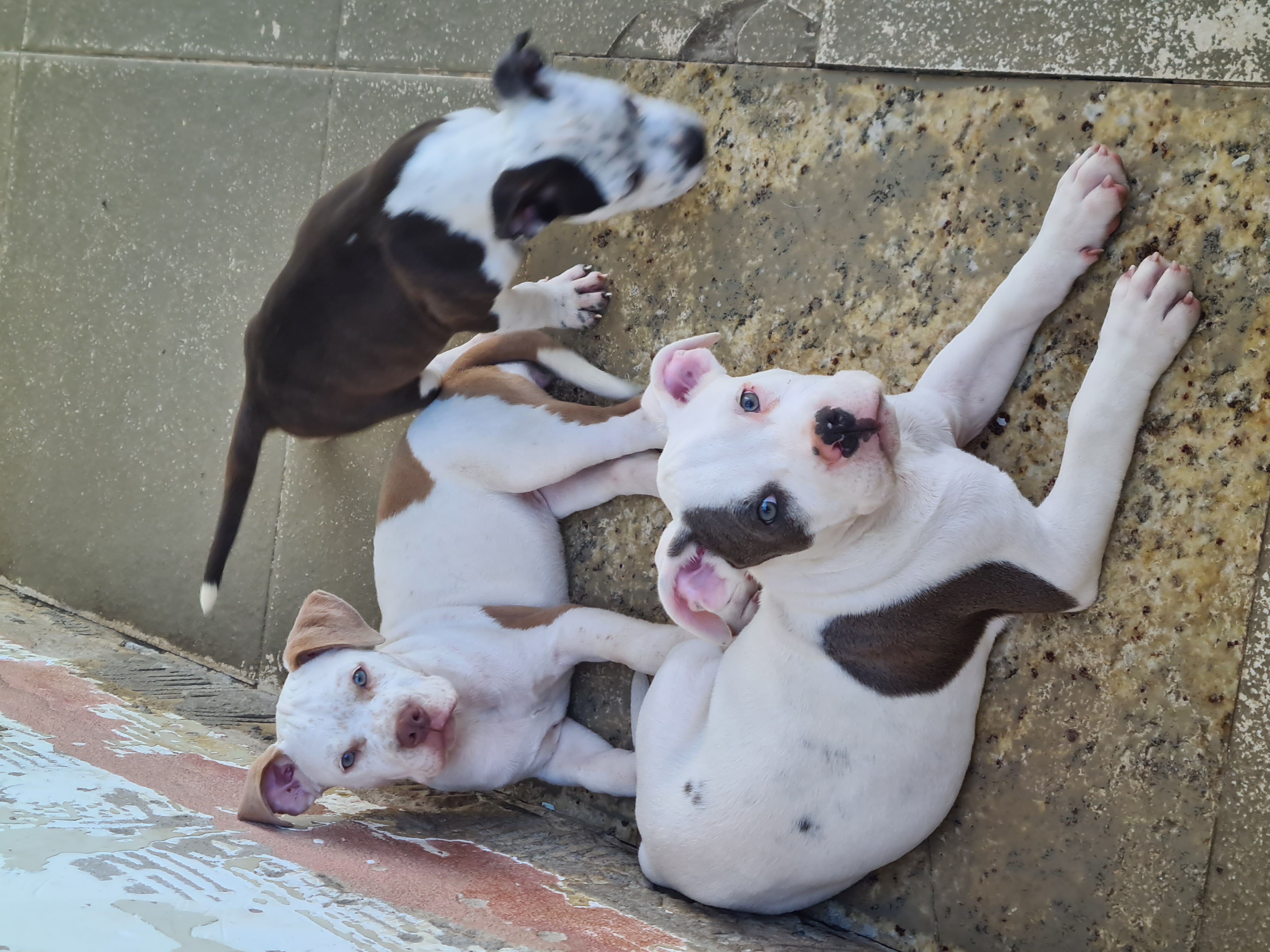 Portal Vendocão Filhotes de American Bully Vila Velha