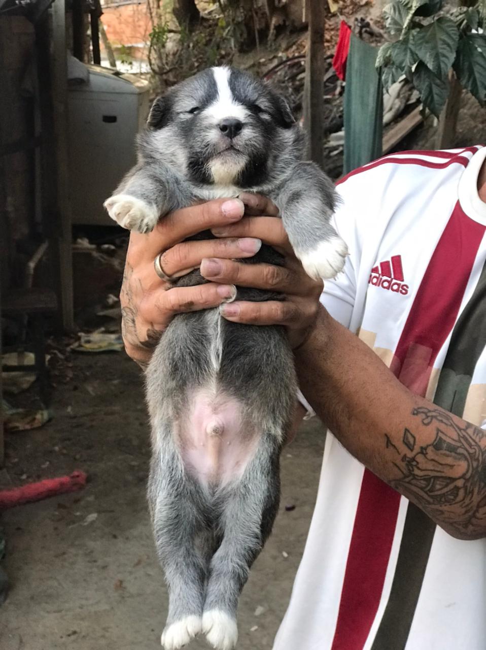 Portal Vendocão Husky siberiano Belo Horizonte 