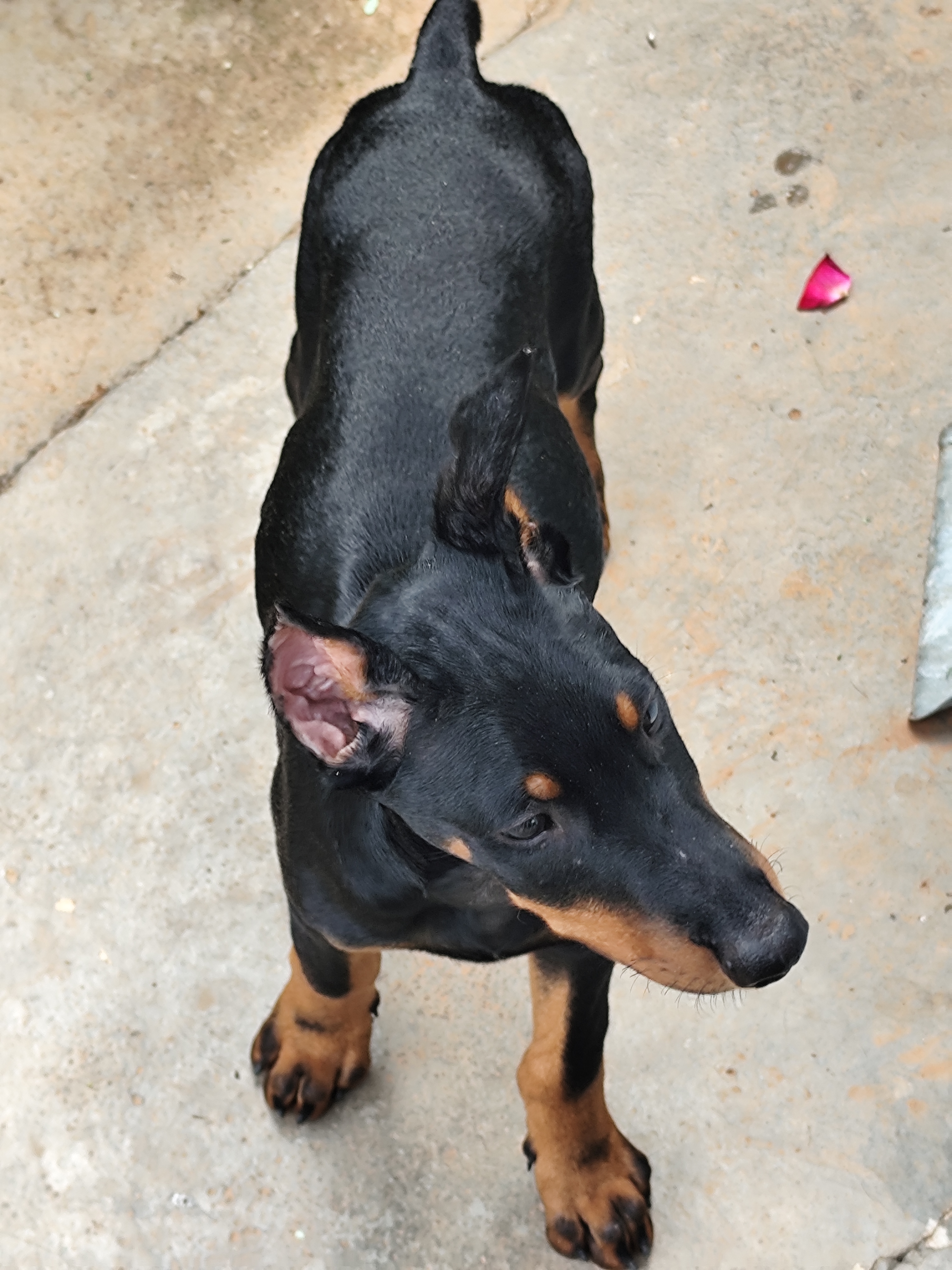 Filhotes de Dobermann lindos - Foto 1