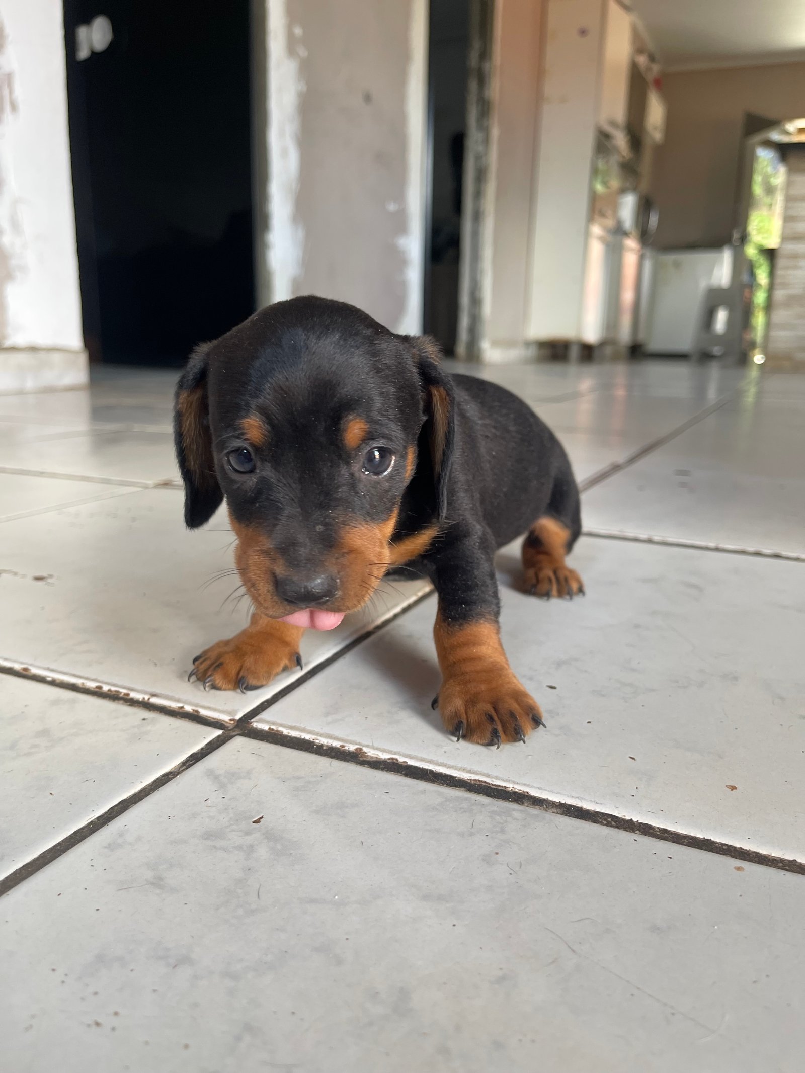 Dachshund Salsichas puríssimo  - Foto 4