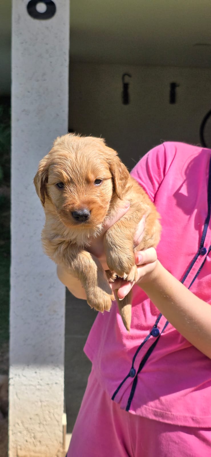 Filhotes de Golden retriever - Foto 5