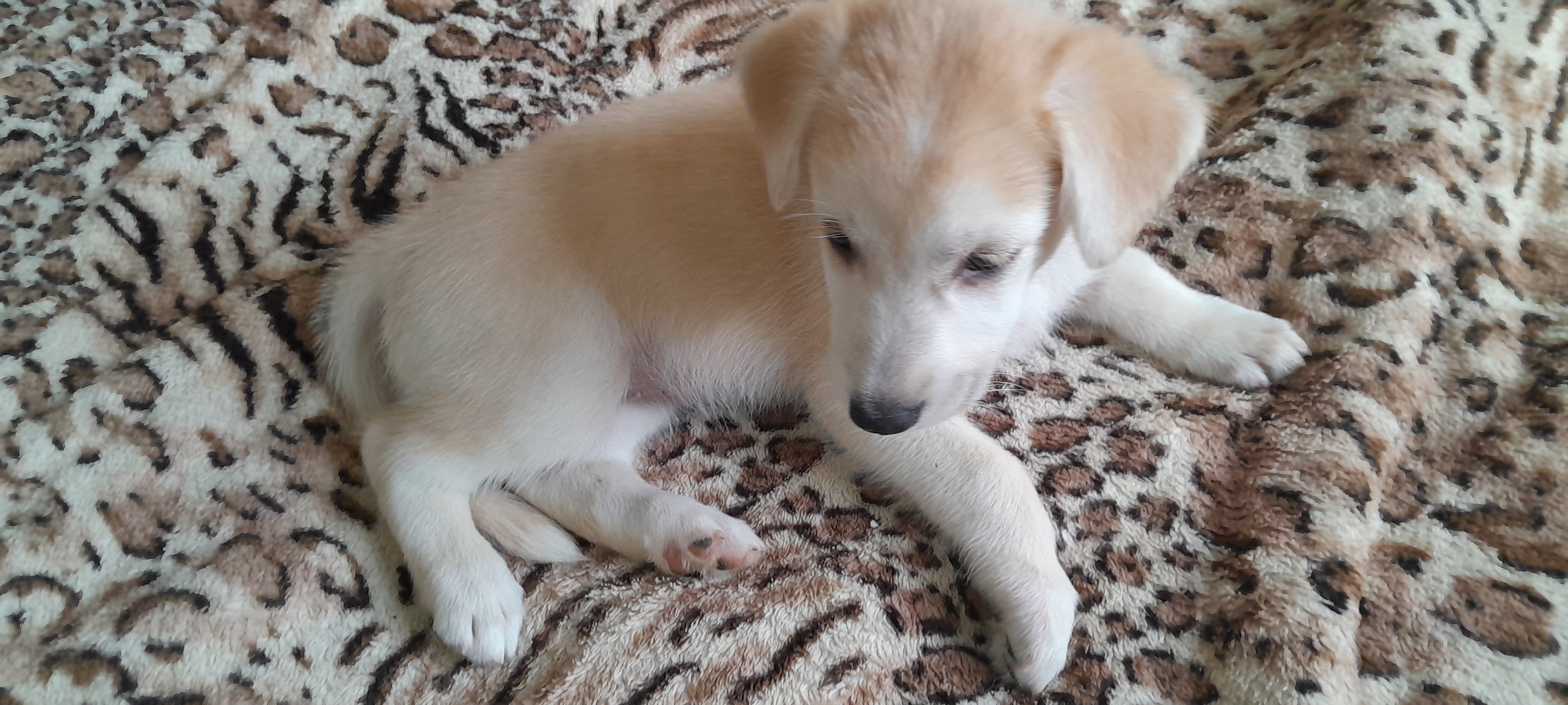 Portal Vendocão CACHORRINHOS LINDOS Recife-PE