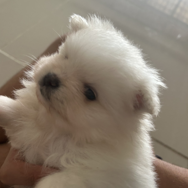 Lindos filhotes de spitz alemão - Foto 5