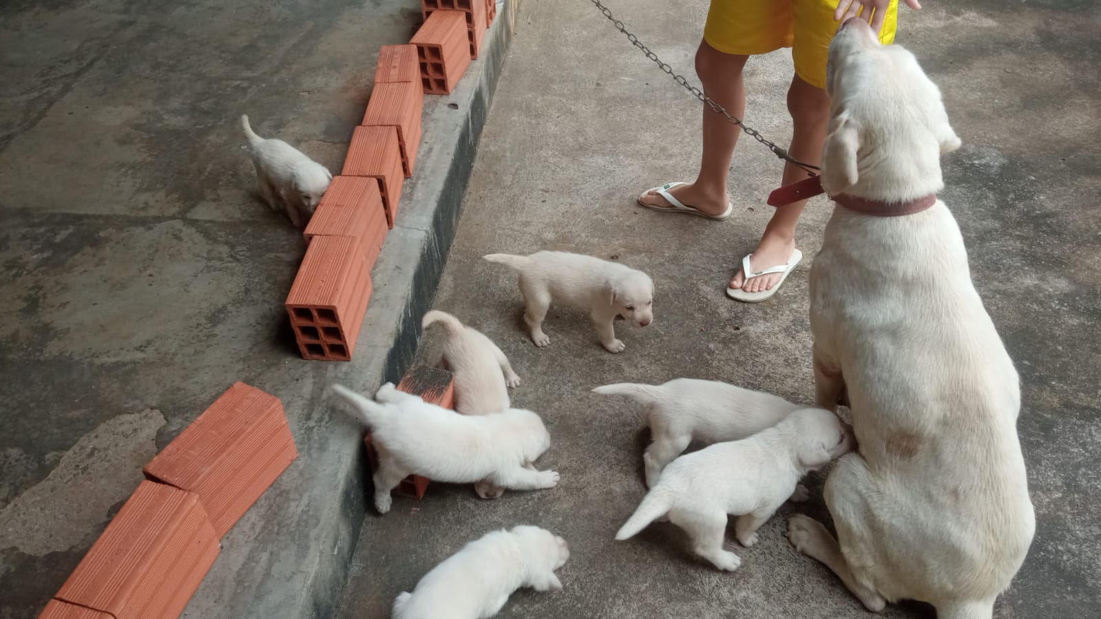 Portal Vendocão Filhotes de Labrador PURO Teresina