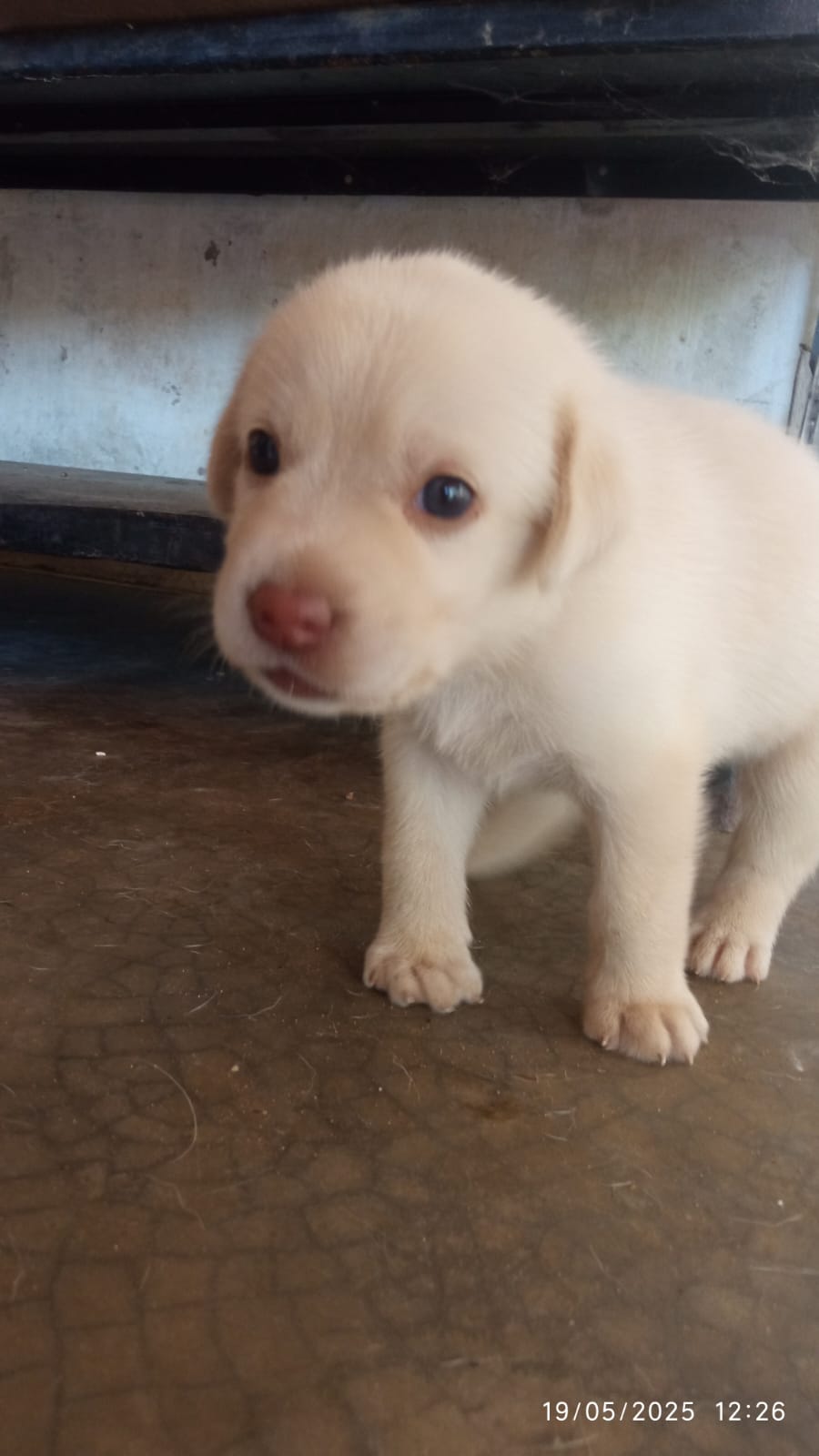 Portal Vendocão Filhotes de Labrador PURO Teresina