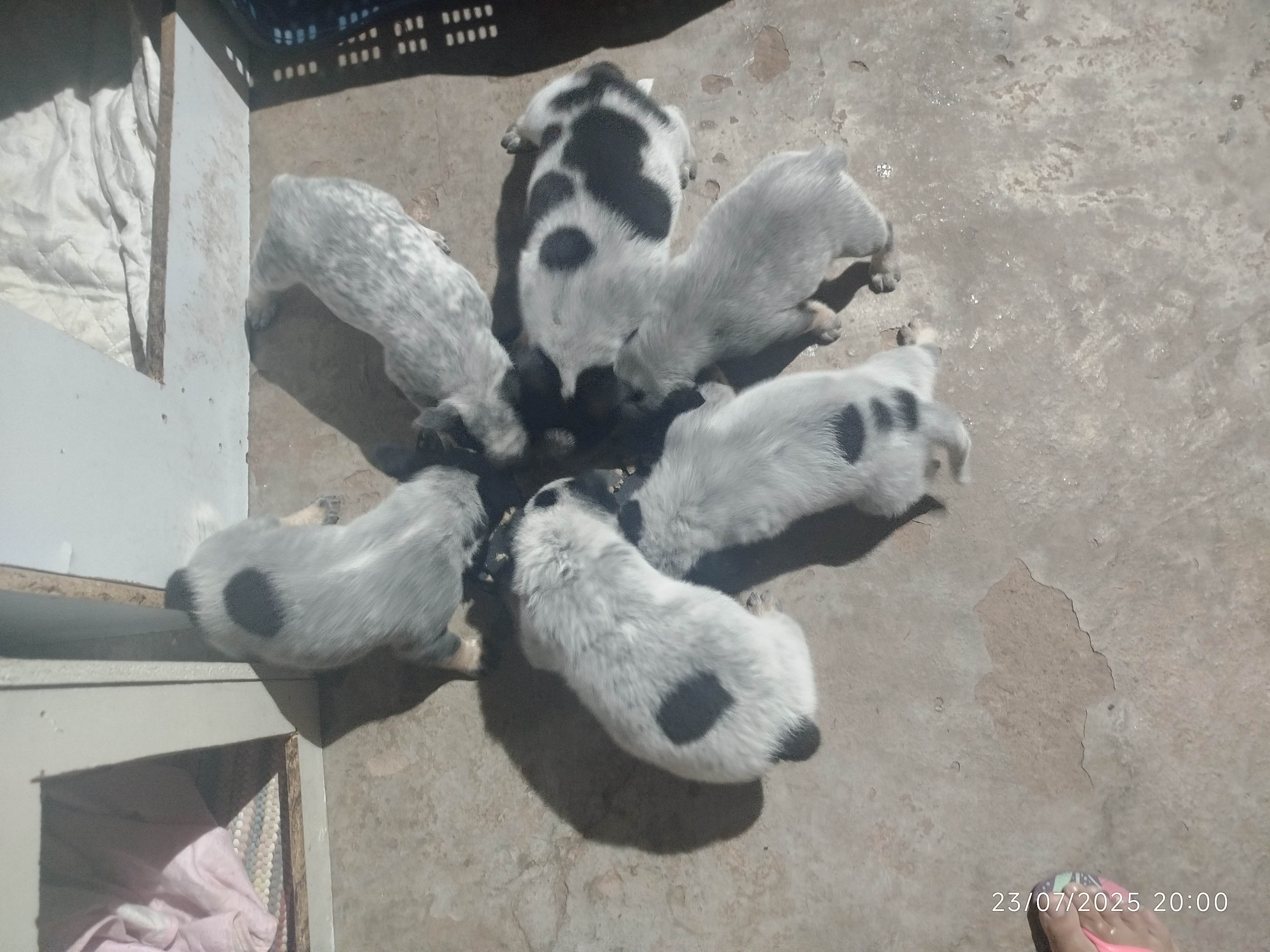 Portal Vendocão Filhotes BLUE heeler  Campo Grande