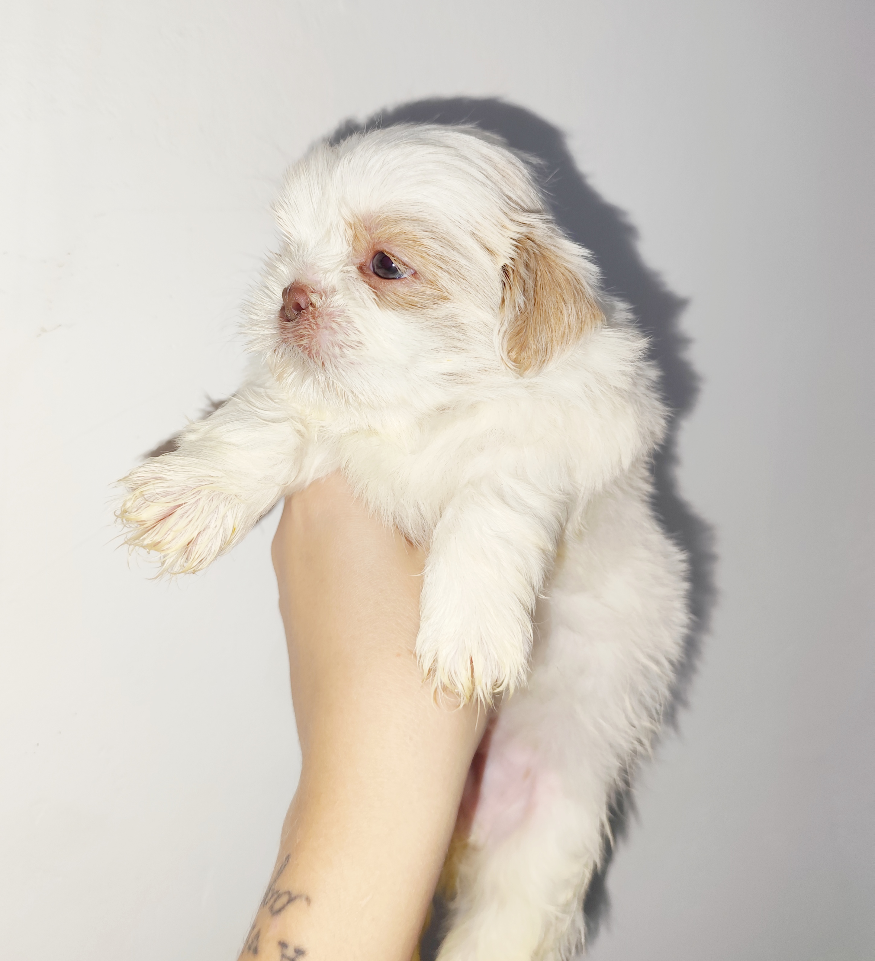 Portal Vendocão Macho Shih Tzu branco com areia  São Gonçalo 