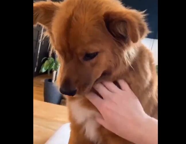Vídeo de cadela que não deixa o dono trabalhar durante quarentena viraliza

