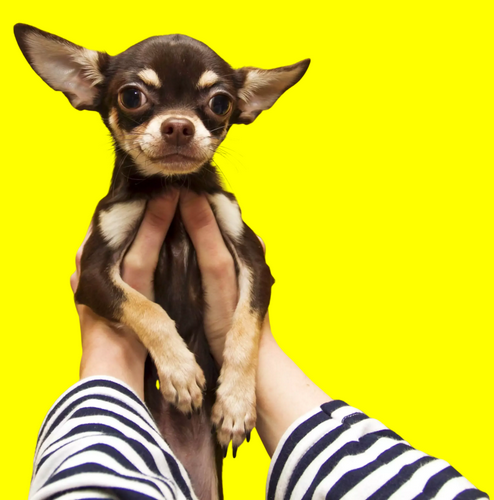 5 Motivos para Adotar um Cachorro Pequeno: Vantagens, Espaço, Transporte e Mais!
